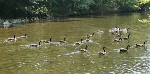 Geese seem to be in bloom on the Little River.   The most we have seen along the TRWA!