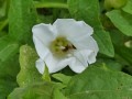 Calystegia sepium - Hedge Bindweed