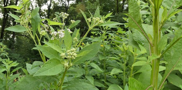 Verbesina virginica - White Wingstem, White Crownbeard, Frostweed, Frostflower