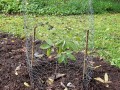One of Three Persimmon trees added to the Arboretum behind the Iris Garden.