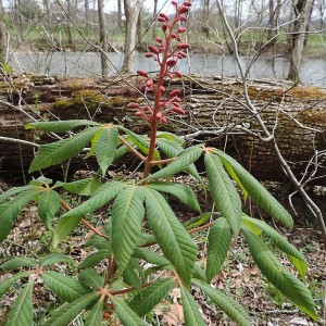 Aesculus Pavia - Red Buckeye Aesculus Pavia - Red Buckeye