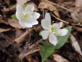 Anemone acutiloba - Sharp-lobed Hepatica, Liverleaf, Liverwort