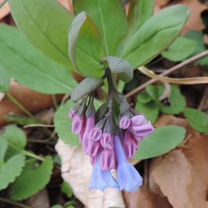 Mertensia virginica - Virginia Bluebells Mertensia virginica - Virginia Bluebells