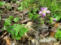Oxalis violacea - Violet Wood Sorrel