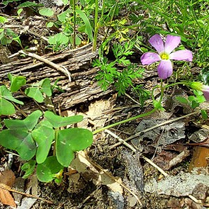 Oxalis violacea - Violet Wood Sorrel