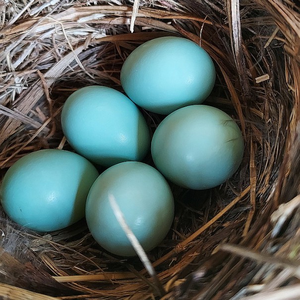 Eastern Bluebird Eggs from Nest Box in Late Summer Fall Garden