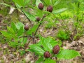 Calycanthus floridus - Bubby Bush, Carolina Allspice, Sweetshrub
