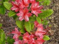 Rhododendron calendulaceum - Gregory Bald Flame Azalea