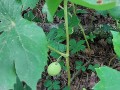 Podophyllum peltatum - Mayapple, American mandrake