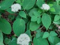 Hydrangea arborescens L. - Wild Hydrangea