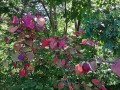Cercis canadensis 'Flame Thrower'  - Eastern Redbud, 'Nc2016-2'