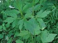 Anemone virginiana - Thimbleweed