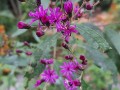 Vernonia noveboracensis - Ironweed, New York Ironweed, Tall Ironweed