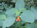 Impatiens capensis - Jewelweed, Jewel Weed, Orange Jewelweed, Touch-me-not