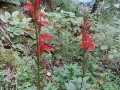 Lobelia cardinalis - Cardinal Flower