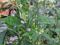 Verbesina virginica - White Wingstem, White Crownbeard, Frostweed, Frostflower