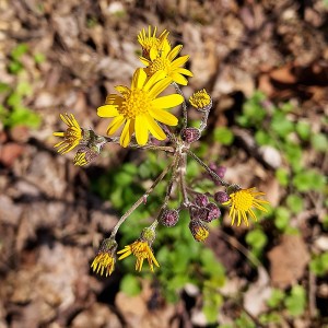 Packera aurea - Golden Ragwort Packera aurea - Golden Ragwort