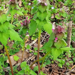 Lamium purpureum - Purple Dead Nettle Lamium purpureum - Purple Dead Nettle