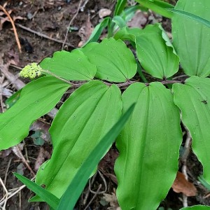 Maianthemum racemosum -Solomon's Plume (formerly False Solomon's Seal) Maianthemum racemosum -Solomon's Plume (formerly False Solomon's Seal)