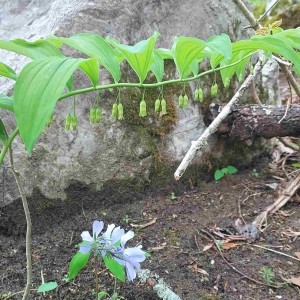 Polygonatum biflorum - Smooth Solomon's Seal, Great Solomon's-seal, Sealwort Polygonatum biflorum - Smooth Solomon's Seal, Great Solomon's-seal, Sealwort