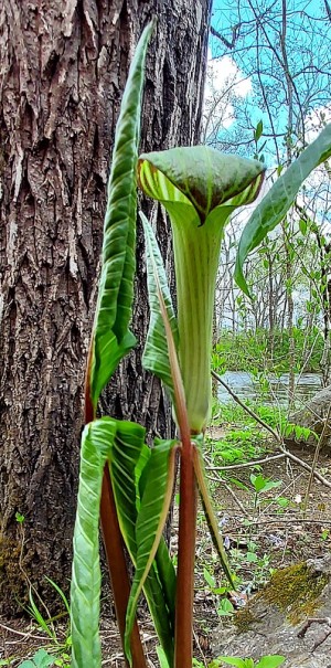 Arisaema triphyllum - Jack in the Pulpit Arisaema triphyllum - Jack in the Pulpit