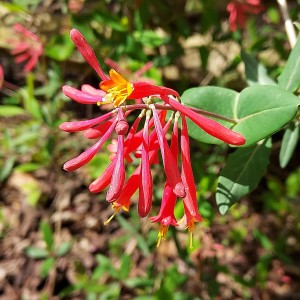 Lonicera sempervirens - Trumpet Honeysuckle Lonicera sempervirens - Trumpet Honeysuckle