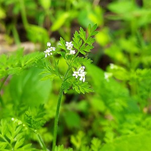 Chaerophyllum tainturieri - Southern Chervil Chaerophyllum tainturieri - Southern Chervil