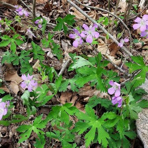 Geranium maculatum - Wild Geranium Geranium maculatum - Wild Geranium
