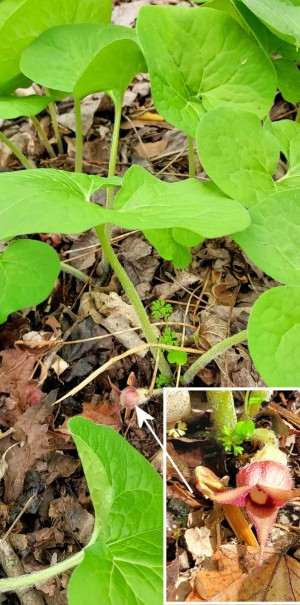 Asarum canadense L. - Canadian Wildginger Asarum canadense L. - Canadian Wildginger