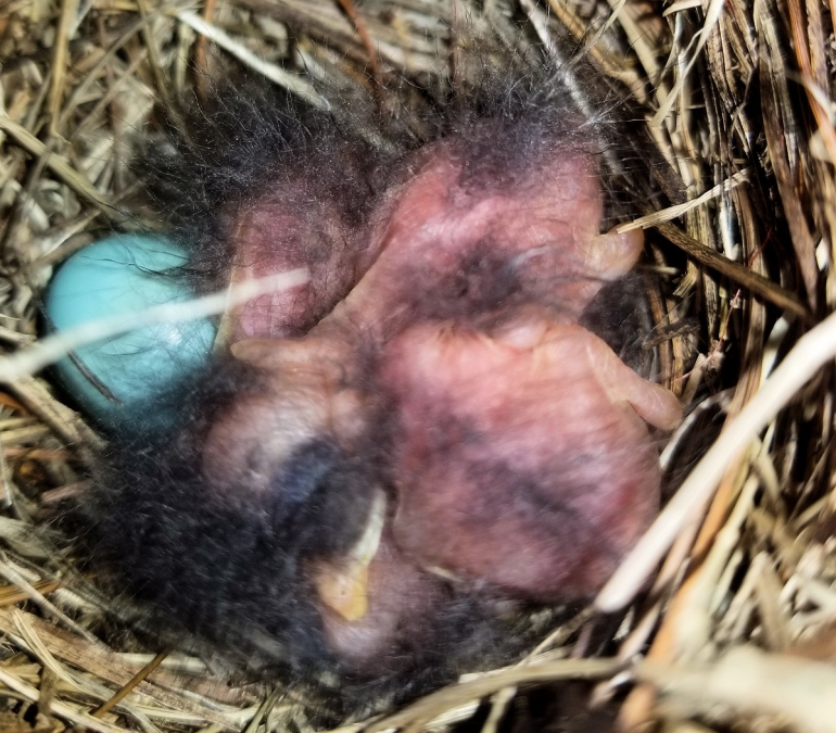 April 2020 Bluebird Babies