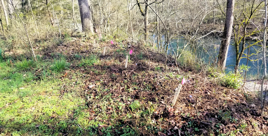 American Beautyberry Plantings