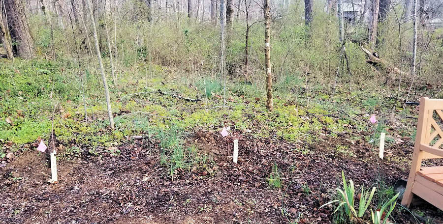 Elderberry Plantings on the TRWA