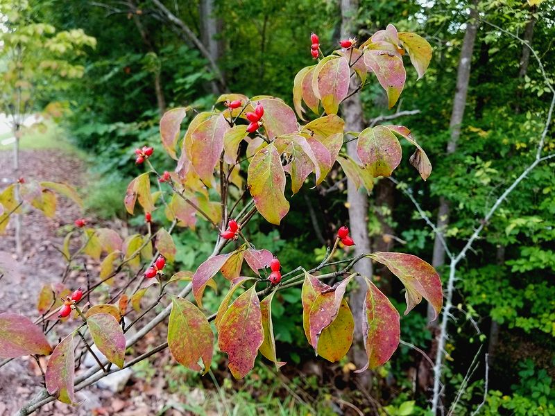 The Dogwoods are Changing with Their Rust Colored Leaves and Red Berries!