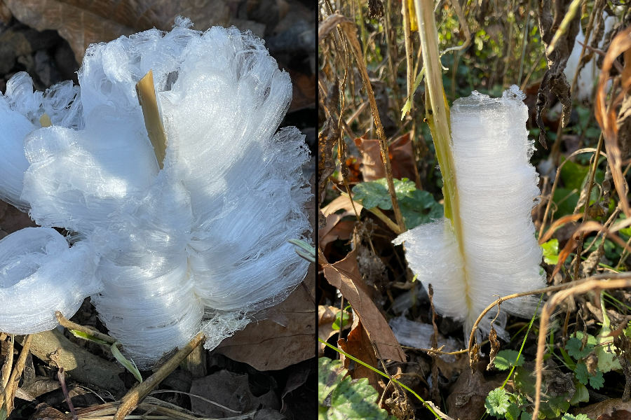 There is Always Something to See at the Townsend River Walk & Arboretum if you Look Closely.  Frost Flowers from this Past November.  Image by Allison Pearson.