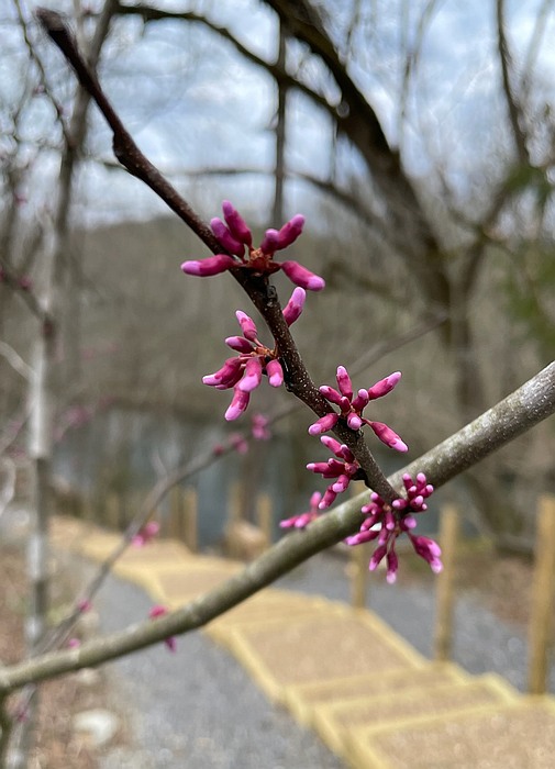 Redbud Buds