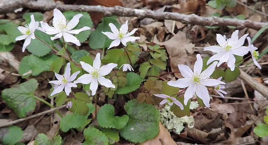  Rue Anemone is now blooming.  We are updating our 2022 What's Blooming Page every few days.