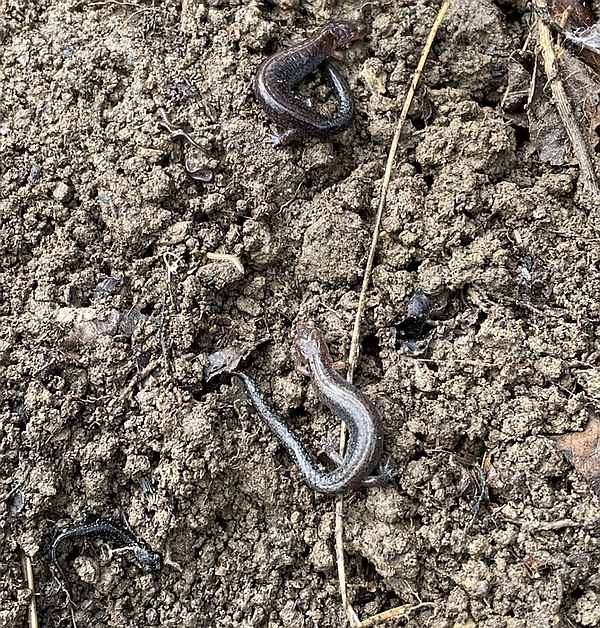 Salamanders at the Townsend River Walk & Arboretum