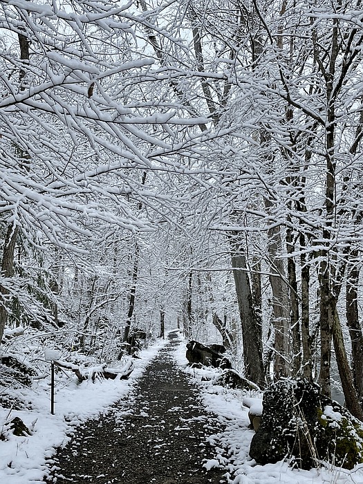 Snow at the Townsend River Walk & Arboretum
