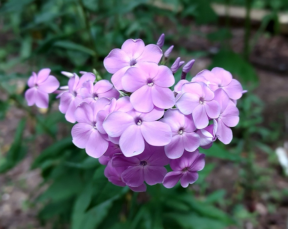 Marsh Phlox in the Pollinator Garden