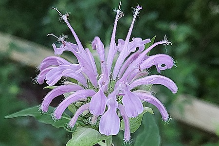 Monarda in the Pollinator & Memorial Garden