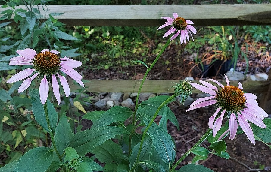 Purple Coneflower Blooming in the Pollinator & Memorial Garden
