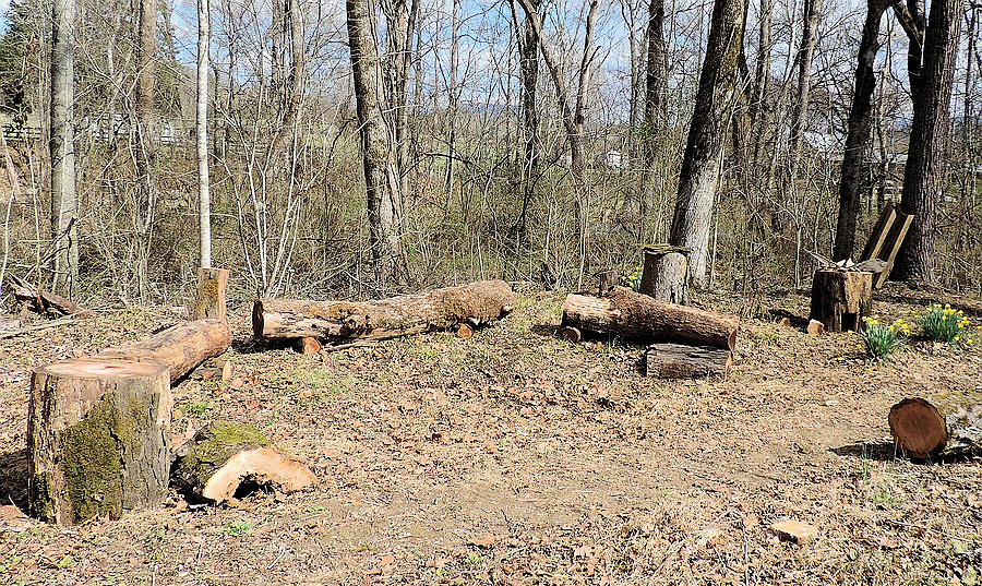 Log Seating set up behind what will be the Children's Discovery Garden