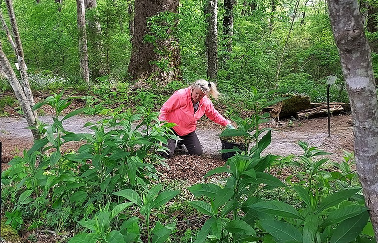 Allison Pearson maintaining the path by the Green Ash.