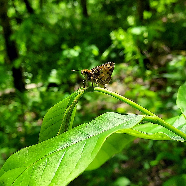 Peck's Skipper Butterfly on a Paw Paw Tree.