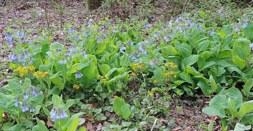 Spring Bluebells at the Townsend River Walk & Arboretum