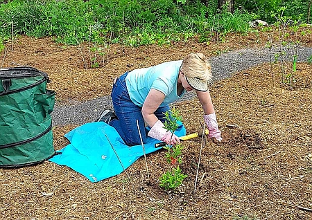 Theresa Schehr Volunteering in the Gregory Bald Azalea Garden