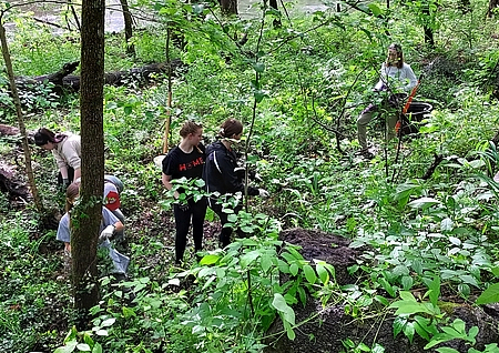 Ohio State Students Removing Invasives