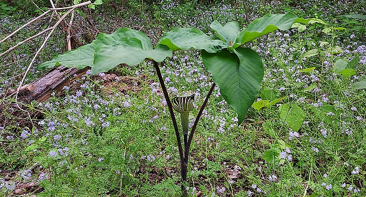 Jack in the Pulpit blooming at the Townsend River Walk & Arboretum