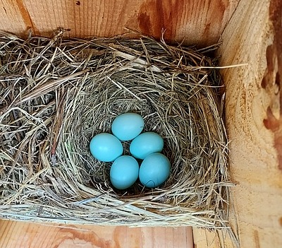 Our second clutch of bluebirds have arrived at the new bluebird house.