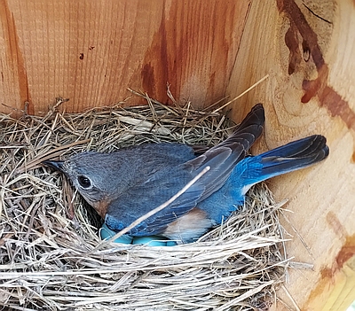 Momma bluebird keeping her clutch warm.  Daddy bluebird was on the phone wire above the house keeping an eye on things.